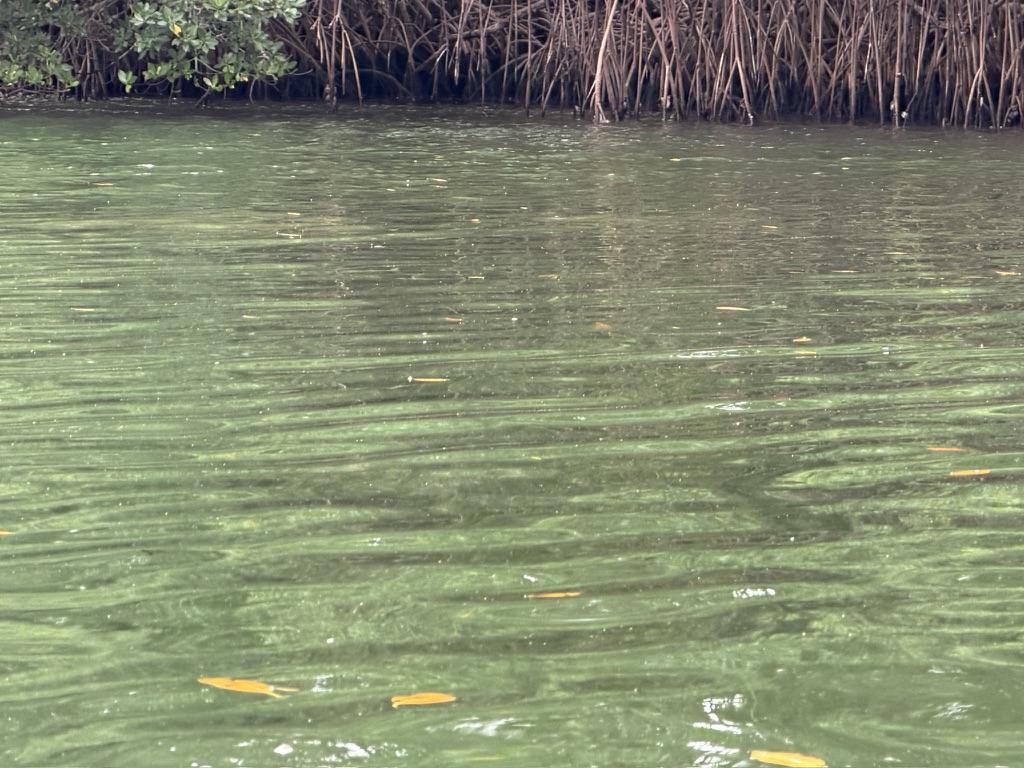 ラマー湖でマナティを探したときの水面。私のカメラではこれが精一杯でした。